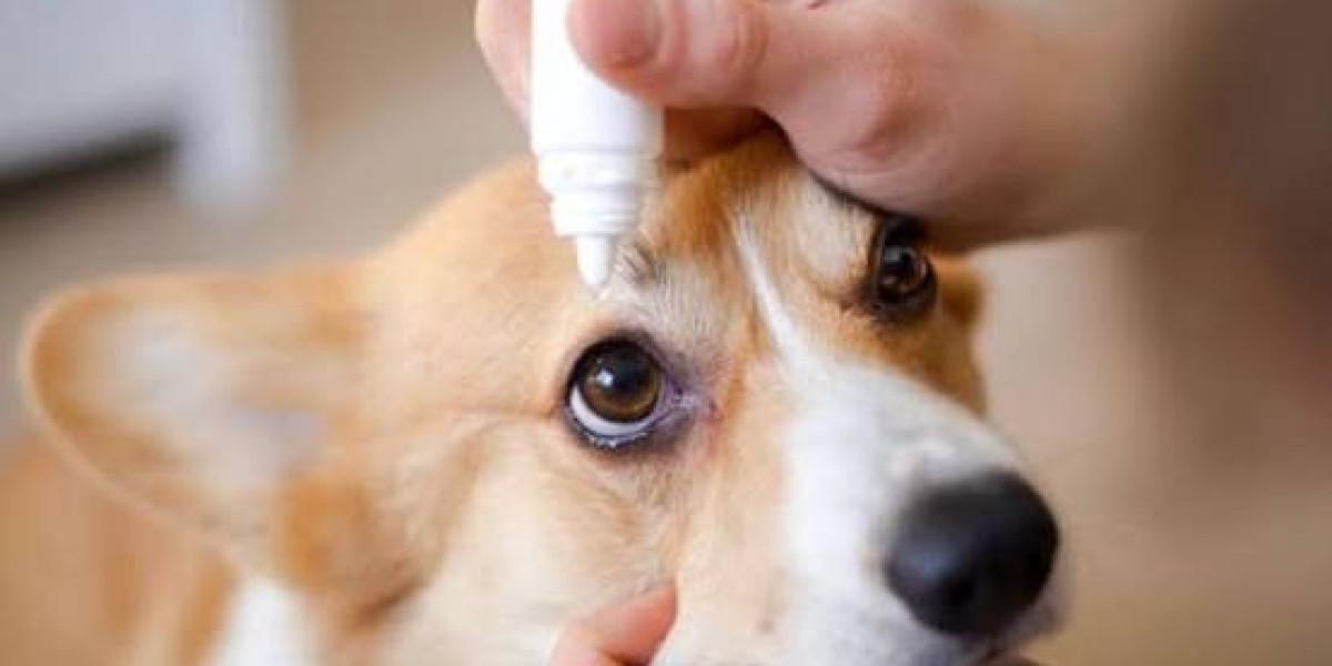 North America Leads the Global Pet Eye Care Products Market Amid Rising Pet Healthcare Expenditure